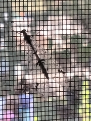 Dendroleon speciosus