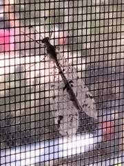 Dendroleon speciosus