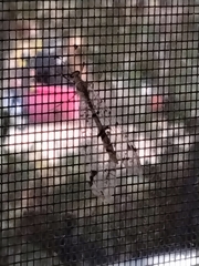 Dendroleon speciosus