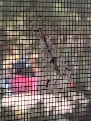 Dendroleon speciosus