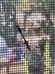 Dendroleon speciosus