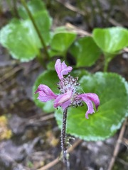 Pedicularis ornithorhynchos