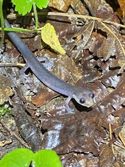 Plethodon montanus