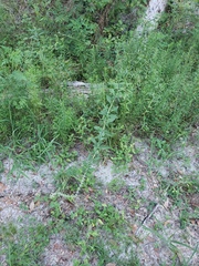 Teucrium canadense hypoleucum