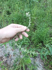 Teucrium canadense hypoleucum