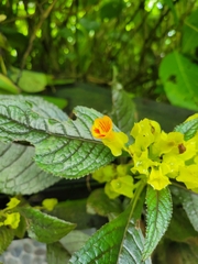Chrysothemis friedrichsthaliana