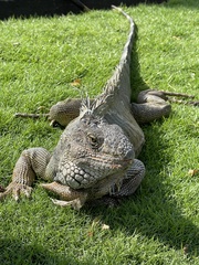 Iguana iguana