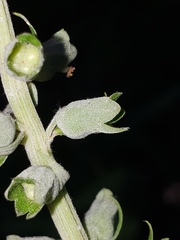 Teucrium canadense hypoleucum