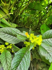 Chrysothemis friedrichsthaliana