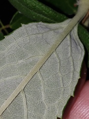 Teucrium canadense hypoleucum