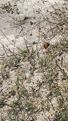 Euptoieta claudia