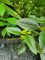 Chrysothemis friedrichsthaliana