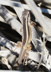 Liolaemus gravenhorstii