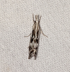 Catoptria oregonicus