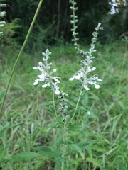 Teucrium canadense hypoleucum