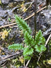 Pedicularis ornithorhynchos