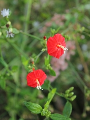 Ipomoea cholulensis