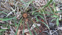 Banksia dallanneyi