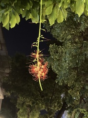 Barringtonia acutangula