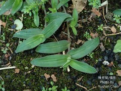 Murdannia loriformis