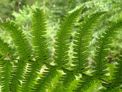 Oreopteris limbosperma