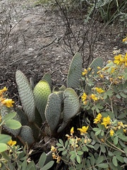 Opuntia rufida