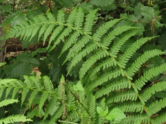 Oreopteris limbosperma