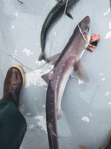 North Pacific Spiny Dogfish photographed in Alaska