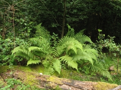 Oreopteris limbosperma