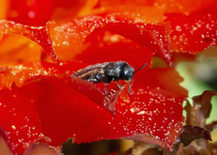 Acmaeodera quadrivittatoides