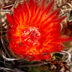 Acmaeodera quadrivittatoides