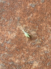 Oecanthus longicauda