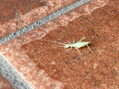 Oecanthus longicauda