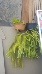 Phlegmariurus squarrosus