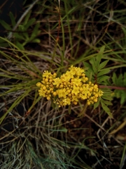 Patrinia rupestris