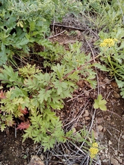 Patrinia rupestris