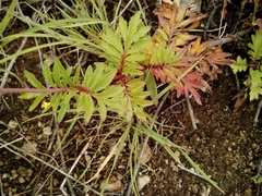 Patrinia rupestris