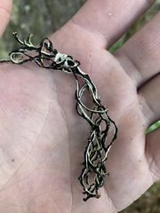 Hypogymnia duplicata