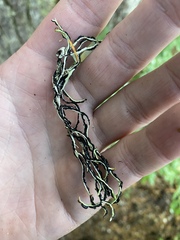 Hypogymnia duplicata