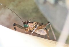 Ancistrocercus circumdatus