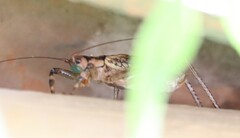 Ancistrocercus circumdatus