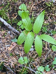Streptopus lanceolatus
