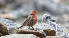 Carpodacus puniceus
