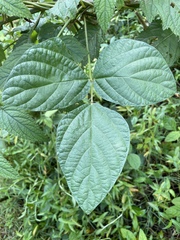 Calopogonium mucunoides