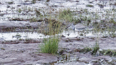 Ibidorhyncha struthersii