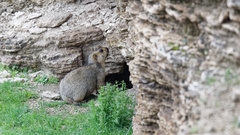 Marmota himalayana