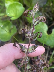Pedicularis ornithorhynchos