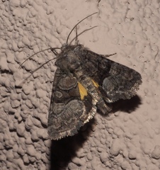 Pseudanarta flavidens