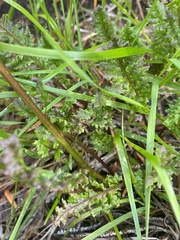 Pedicularis ornithorhynchos