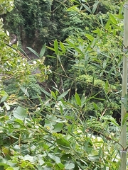 Bambusa oldhamii